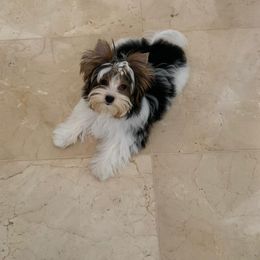 Biewer Terrier and Yorkshire Terrier Puppies from Niczarbiewers