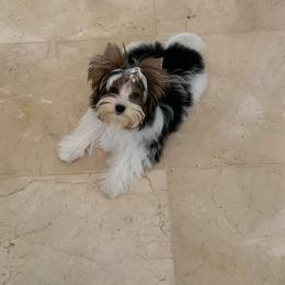 Biewer Terrier and Yorkshire Terrier Puppies from Niczarbiewers
