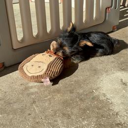 Boy1 French Fry - Black and gold male Yorkshire Terrier puppy in Newman, California from Central Valley Yorkies