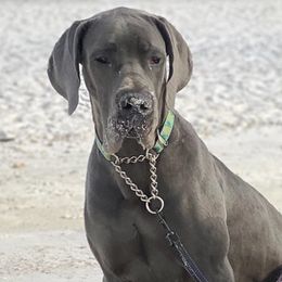 Great Danes from Twin Oaks Danes