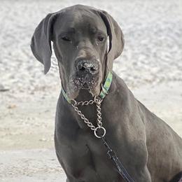 Great Danes from Twin Oaks Danes