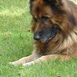 Bear - German Shepherd