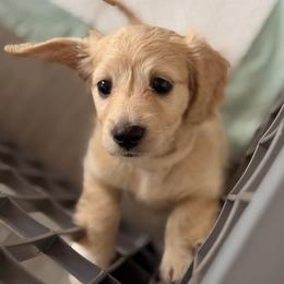 Breezy - Dachshund