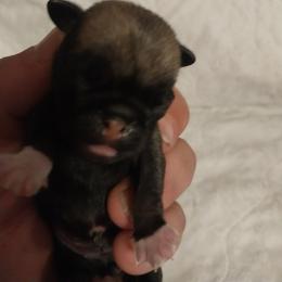 Pug Puppies from Gadsden Pugs