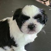 Mal-Shis, Maltese, and Shih Tzus from Big Island Shih Tzu Maltese