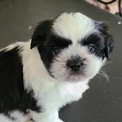 Mal-Shis, Maltese, and Shih Tzus from Big Island Shih Tzu Maltese