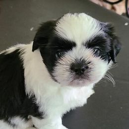 Mal-Shis, Maltese, and Shih Tzus from Big Island Shih Tzu Maltese