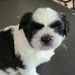 Mal-Shis, Maltese, and Shih Tzus from Big Island Shih Tzu Maltese