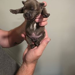Boy 1 - Blue male Staffordshire Bull Terrier puppy in Houston, Texas from Khaleesi Kennel