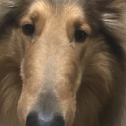 Wyatt - Collie