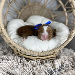 Boy 1 - Red male Australian Labradoodle puppy in Elk Grove, California from Sacto Labradoodles