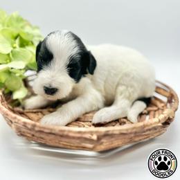 Bernedoodle and Sheepadoodle Puppies from Four Front Doodles LLC.
