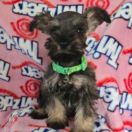 Corduroy - Salt and pepper male Miniature Schnauzer puppy in Titusville, Florida from Alysha's Grandbabies