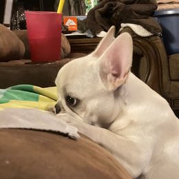 French Bulldog puppies from French Bulldogs by Piper