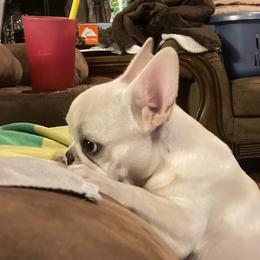 French Bulldog puppies from French Bulldogs by Piper