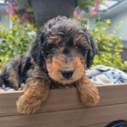 Georgia - Blue merle female Aussiedoodle puppy in Blackfoot, Idaho from Draper Mountain Doodles