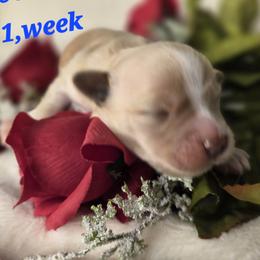 Tilly - Fawn female Havanese puppy in Trinity, Alabama from Tooties Cuties Havanese