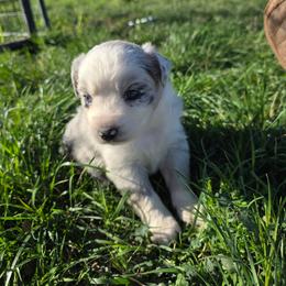 Daphne - Blue merle female Miniature Australian Shepherd puppy in Leonard, Texas from Tin Roof Aussies