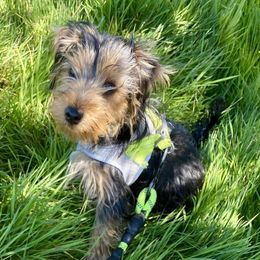 Yorkshire Terrier Puppies from Sharon Gellerman's Yorkshire Terriers