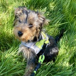 Yorkshire Terrier Puppies from Sharon Gellerman's Yorkshire Terriers
