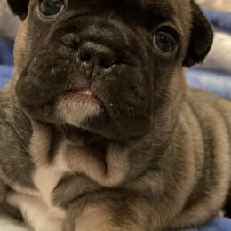 French Bulldog Puppies from Nuthin’ But Frenchies