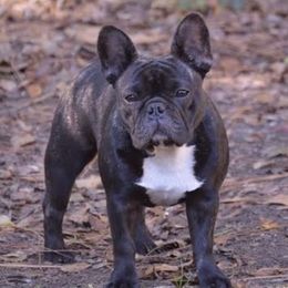 French Bulldogs from Pryde French Bulldogs