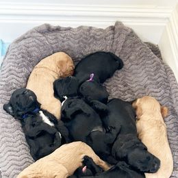 Cavapoo Puppies from Timpview Cavapoos