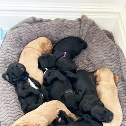 Cavapoo Puppies from Timpview Cavapoos