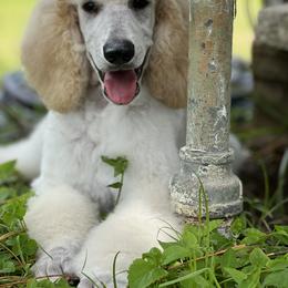 Poodle Puppies from RomLein Poodle