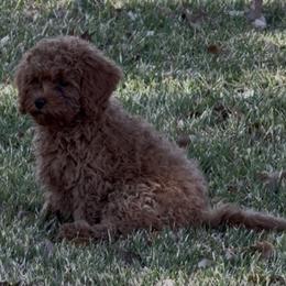 Cavapoo and Cavapoochon Puppies from Kayes Cavapoos