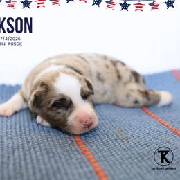Jackson - BMM - Blue merle male Miniature Australian Shepherd puppy in Nacogdoches, Texas from TK Standard, Mini, & Toy Aussies