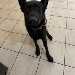 Caliber - Black male German Shepherd puppy in Descanso, California from KVA Shepherds