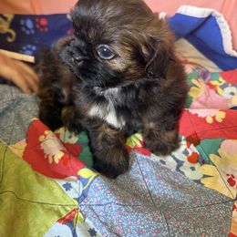 Spade - Red male Shih Tzu puppy in Lakewood, Ohio from Purelyshihtzupups