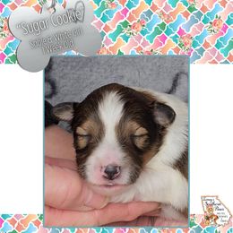 Girl 2 - Sugar Cookie - Sable and white female Shetland Sheepdog puppy in Elberton, Georgia from Ioney's Southern Paws Shelties, Frenchies, and Yorkies