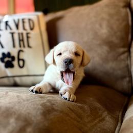 Labrador Retriever puppies from Knotty Creek Labradors