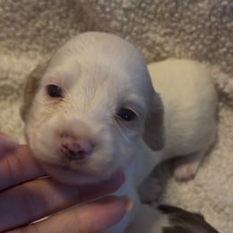 Girl 3 cream piebald - Piebald female Dachshund puppy in Wisconsin from Sabe and Shabe’s Doxies
