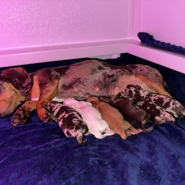 Dachshund Puppies from JnA Dachshunds