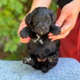 Lucy - female Australian Mountain Doodle puppy in Highland, Utah from Angel Pups Deluxe