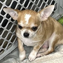 Bean - Chocolate brindled fawn male Chihuahua puppy in Westport, New York from Chantilly chihuahuas