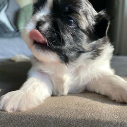 Bailey - Black and white female Shih Tzu puppy in Chattanooga, Tennessee from Denise's Shih Tzus