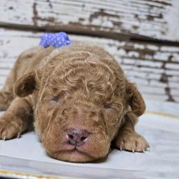 SAGE - Apricot male Goldendoodle puppy in Austin, Texas from Austin Doodles & Poodles