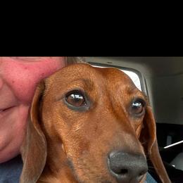 Ella - Dachshund