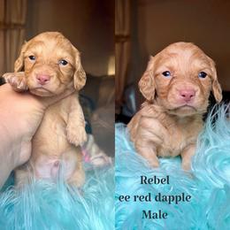 Rebel - Red male Dachshund puppy in Hornbeck, Louisiana from A&Z Mini Dachshunds