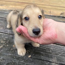Dachshund Puppies from Hetu's Dachshunds
