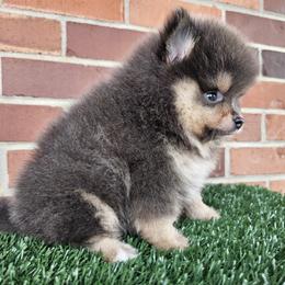 Pomeranian Puppies from Imperial Pomeranians