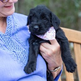 Giant Schnauzer Puppies from Clear Days Giant Schnauzers