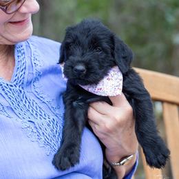 Giant Schnauzer Puppies from Clear Days Giant Schnauzers