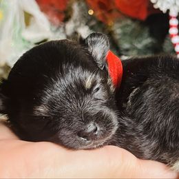 Mistletoe - Black and tan parti female Pomeranian puppy in Monroe, Georgia from Beastly Beauties Huskies & Pomskies