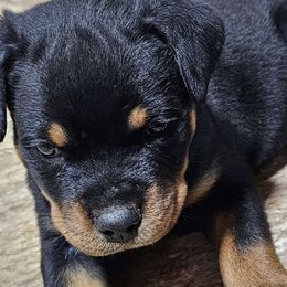 Draco - Black and mahogany Rottweiler puppy in Von Ormy, Texas from Haus of ZOA