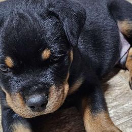 Draco - Black and mahogany Rottweiler puppy in Von Ormy, Texas from Haus of ZOA